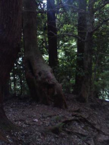 鞍馬の木々
