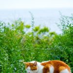 ネコ型社員の時代 ～猫の世界観を整理してみる